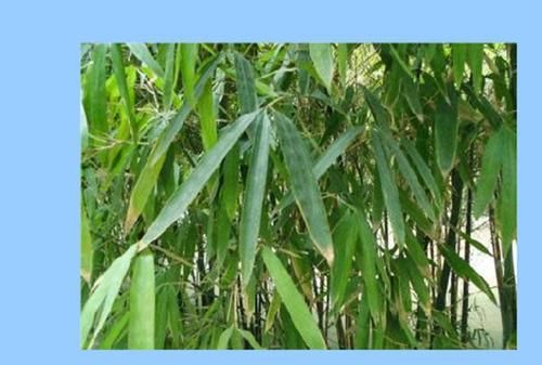 熊猫吃的竹子是什么味道