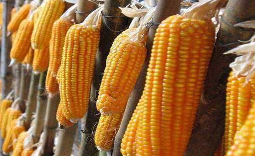 韩国为什么叫棒子