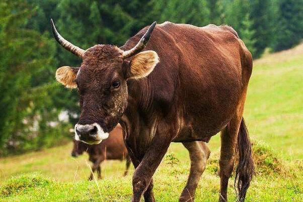 鬼最怕的七种生肖排名：狗排第一(会汪汪叫和避邪)