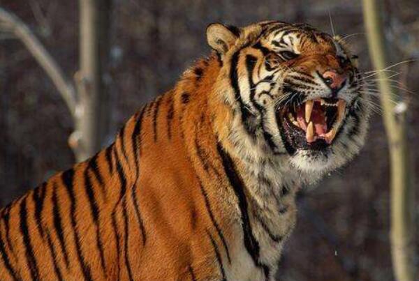 鬼最怕的七种生肖排名：狗排第一(会汪汪叫和避邪)