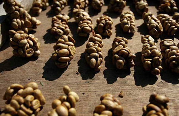 猫屎咖啡真的是猫屎吗?猫屎咖啡的由来(价格不菲)