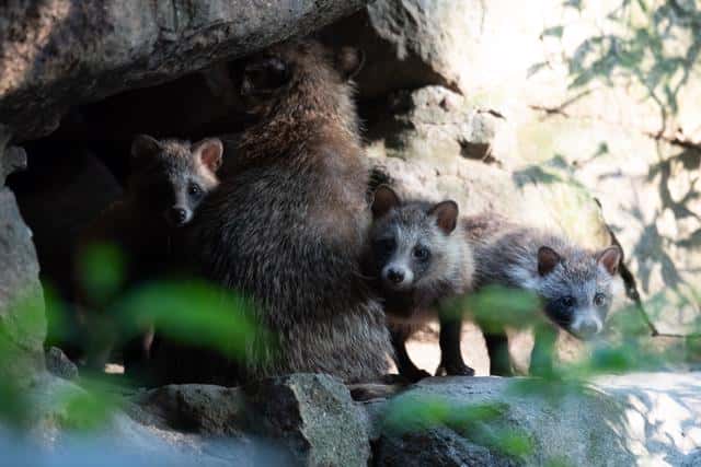 貉子是什么动物貉字怎么读(貉子是什么动物)