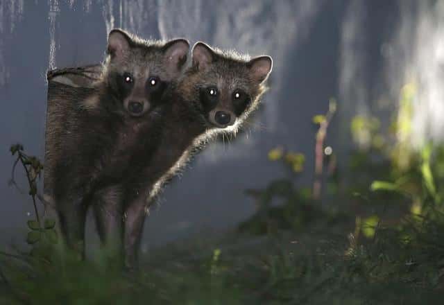 貉子是什么动物貉字怎么读(貉子是什么动物)