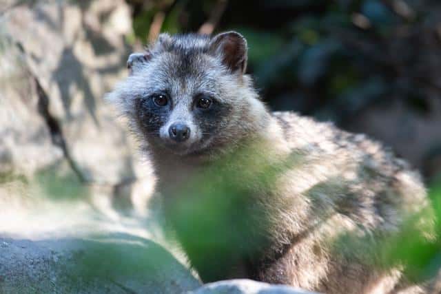 貉子是什么动物貉字怎么读(貉子是什么动物)