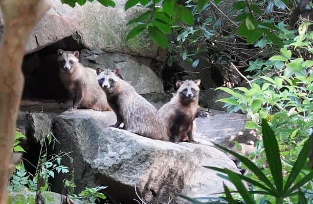 貉子是什么动物貉字怎么读(貉子是什么动物)