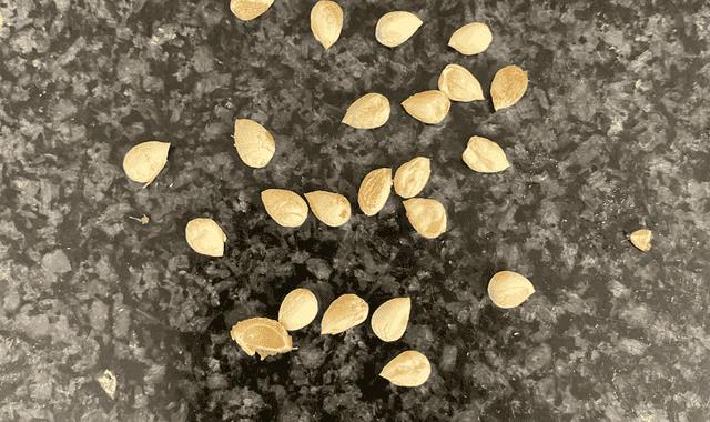 怎样用樱桃核种出樱桃苗(樱桃核怎么种才能发芽)