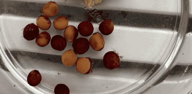 怎样用樱桃核种出樱桃苗(樱桃核怎么种才能发芽)