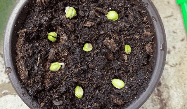 怎样用樱桃核种出樱桃苗(樱桃核怎么种才能发芽)