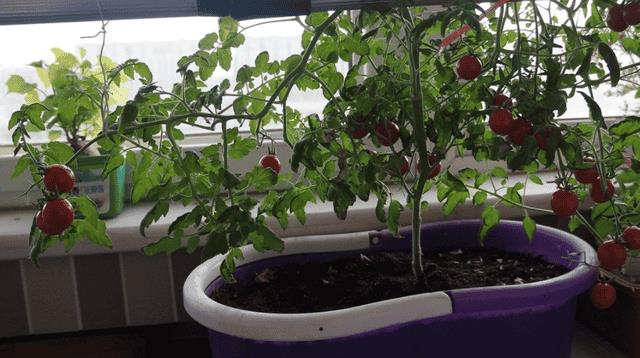 怎样用樱桃核种出樱桃苗(樱桃核怎么种才能发芽)