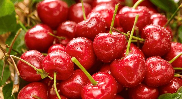 怎样用樱桃核种出樱桃苗(樱桃核怎么种才能发芽)