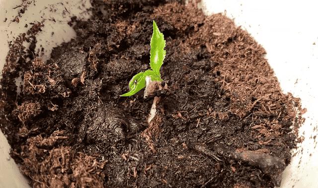 怎样用樱桃核种出樱桃苗(樱桃核怎么种才能发芽)