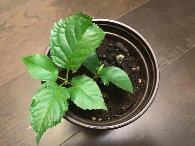 怎样用樱桃核种出樱桃苗(樱桃核怎么种才能发芽)