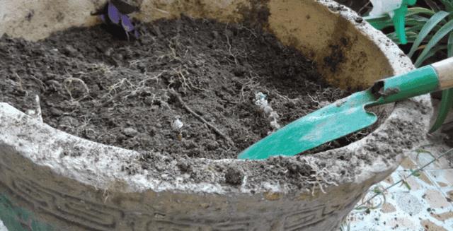 怎样用樱桃核种出樱桃苗(樱桃核怎么种才能发芽)