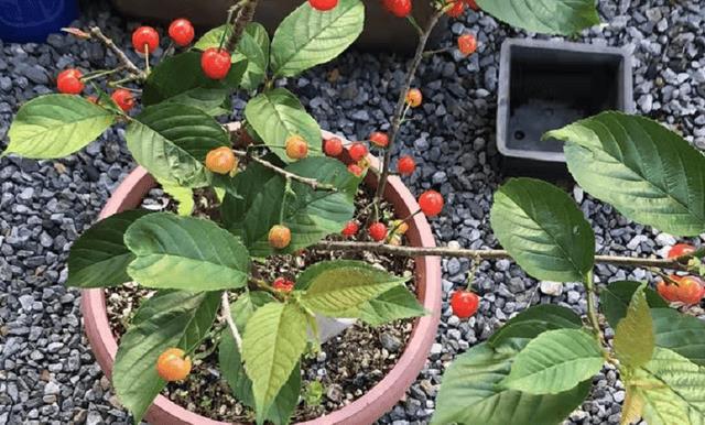 怎样用樱桃核种出樱桃苗(樱桃核怎么种才能发芽)