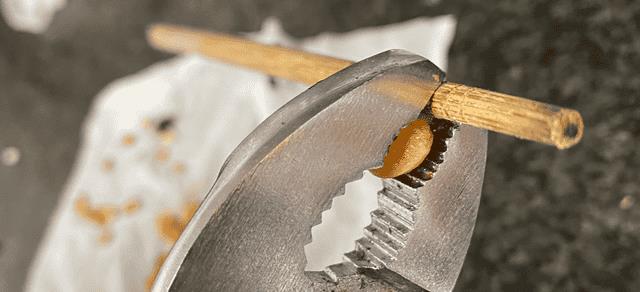 怎样用樱桃核种出樱桃苗(樱桃核怎么种才能发芽)