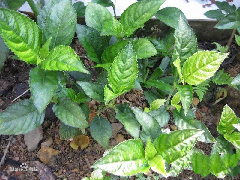 碎银子是不是不能喝（为什么不建议喝碎银子）