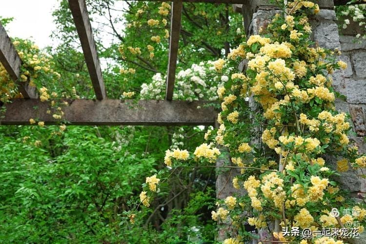 黄木香耐寒吗-（黄木香耐寒吗）