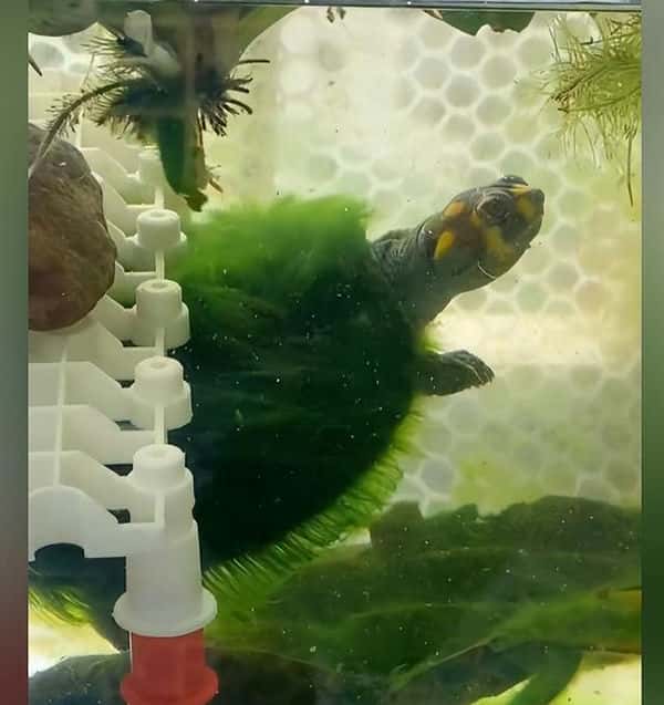 乌龟和金鱼一起养可以吗(乌龟能和金鱼一起养吗)