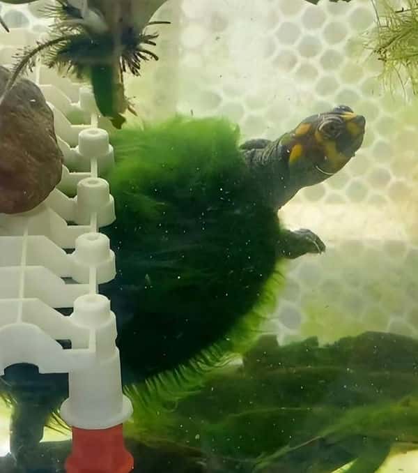 乌龟和金鱼一起养可以吗(乌龟能和金鱼一起养吗)