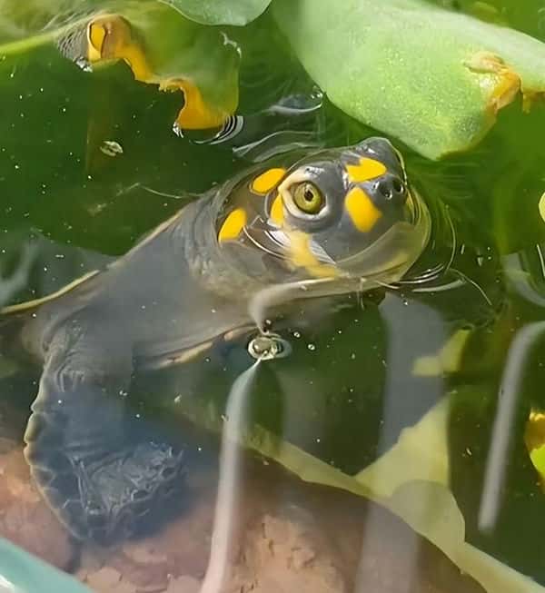 乌龟和金鱼一起养可以吗(乌龟能和金鱼一起养吗)