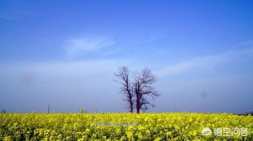 关于描写春天的古诗词有哪些(小学关于描写春天的古诗)-第2张图片-