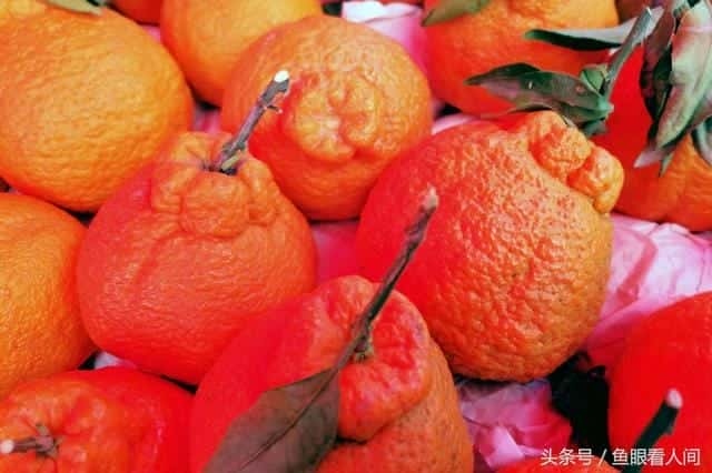 丑橘是凉性的还是热性的-(丑桔是凉性还是热性)