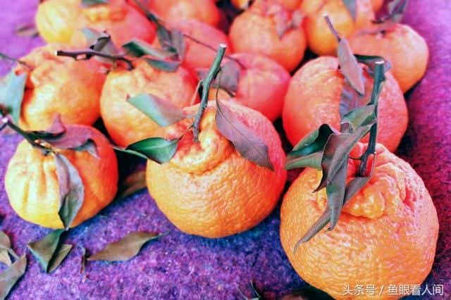 丑橘是凉性的还是热性的-(丑桔是凉性还是热性)