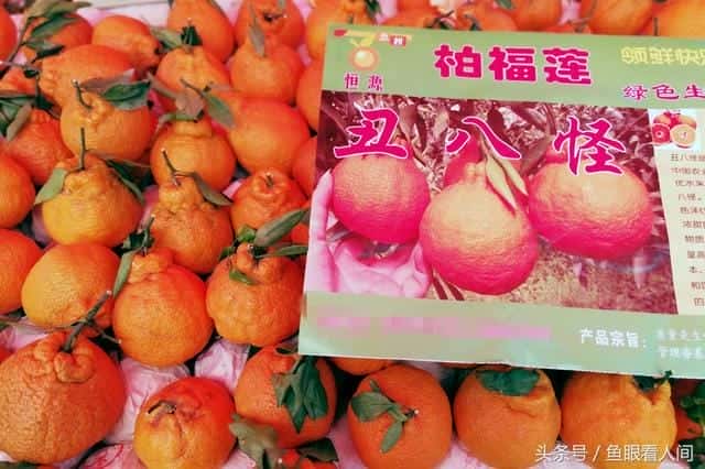 丑橘是凉性的还是热性的-(丑桔是凉性还是热性)