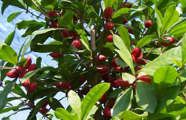 加纳是一个咋样的国家(你不知道的国家冷知识)(24)