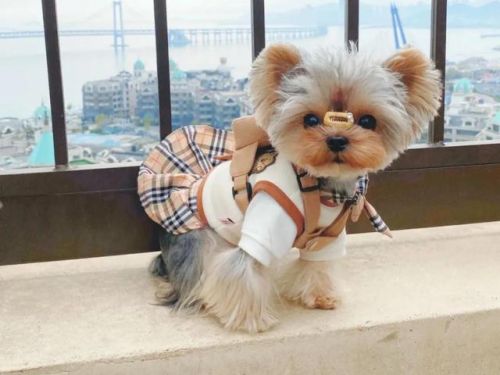 约克夏价格多少钱一只幼犬(约克夏价格一览表2023)-第2张图片-