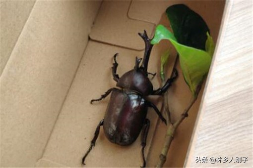 独角仙咬人吗独角仙有毒吗（独角仙是益虫还是害虫）