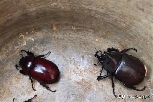 独角仙咬人吗独角仙有毒吗（独角仙是益虫还是害虫）