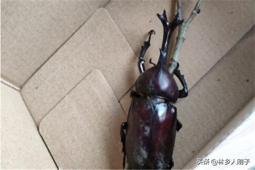 独角仙咬人吗独角仙有毒吗（独角仙是益虫还是害虫）