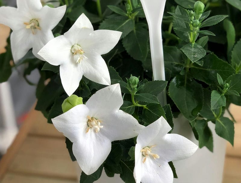 水养桔梗花期多长时间（桔梗花怎么养久一点）