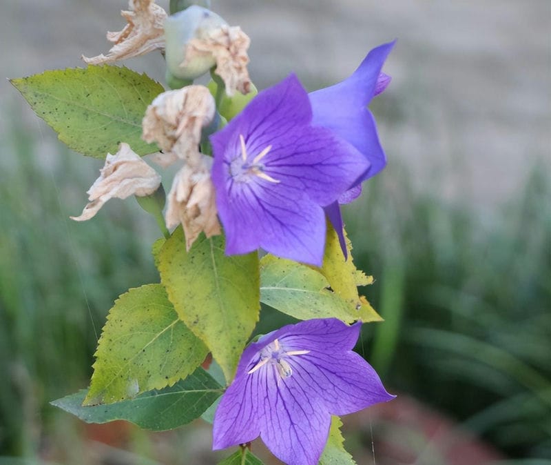 水养桔梗花期多长时间（桔梗花怎么养久一点）