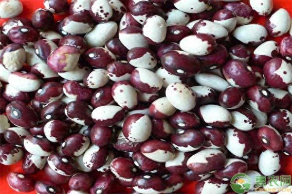 熊猫豆怎么吃(熊猫豆怎么吃才不苦)