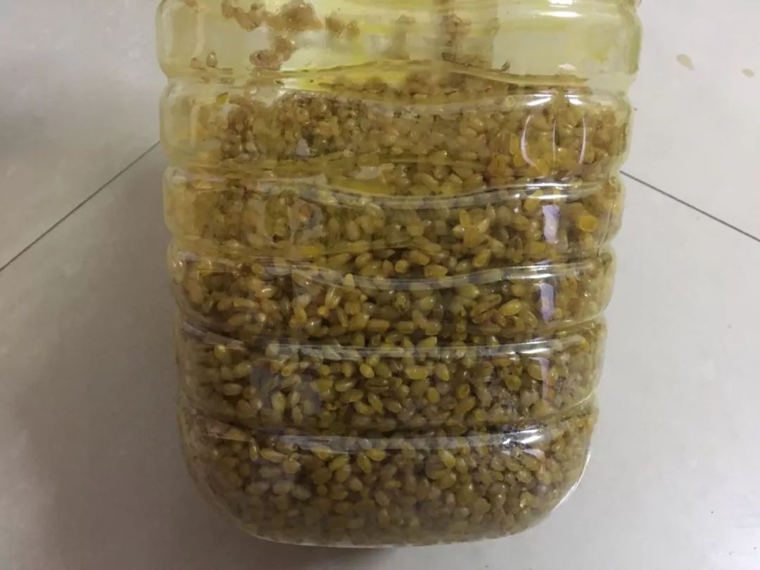 怎么做鲫鱼窝料自制配方(怎样配制鲫鱼窝料)