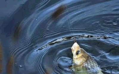 ​怎么做鲫鱼窝料自制配方（怎样配制鲫鱼窝料）