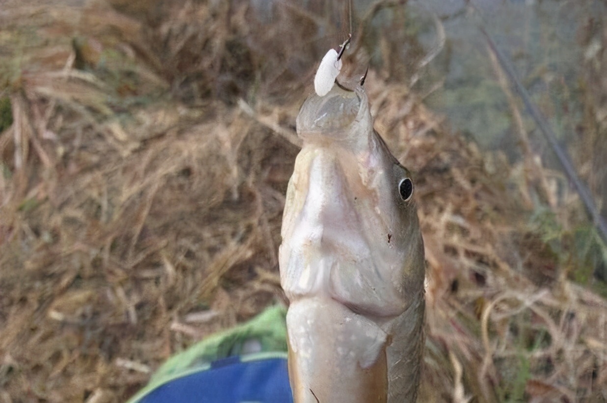 怎么做鲫鱼窝料自制配方(怎样配制鲫鱼窝料)