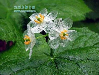 ​山荷叶是什么 变透明的原因是什么