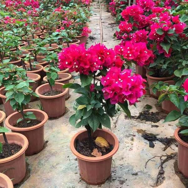 三角梅怎么扦插生根快视频（三角梅扦插生根最快方法）