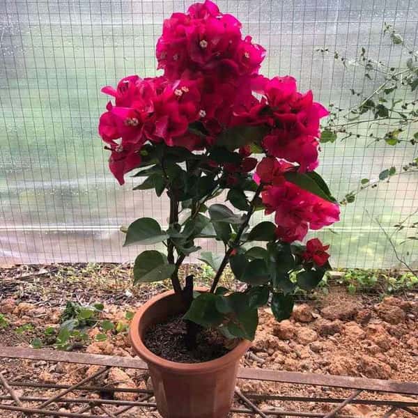 三角梅怎么扦插生根快视频（三角梅扦插生根最快方法）