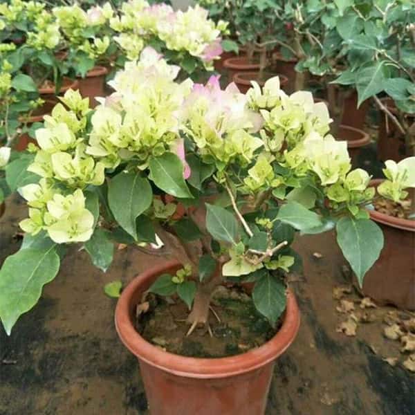 三角梅怎么扦插生根快视频（三角梅扦插生根最快方法）