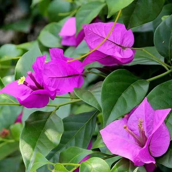 三角梅怎么扦插生根快视频（三角梅扦插生根最快方法）