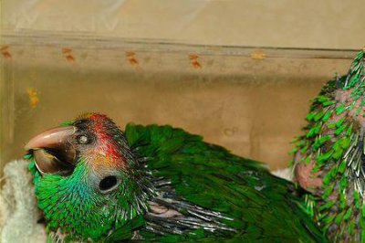 ​花羽鹦鹉什么时候变稀有