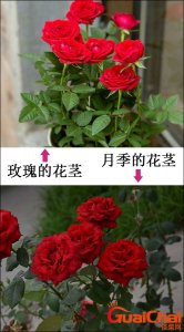 ​玫瑰花和月季花的区别在哪里？玫瑰花和月季花的区别图片