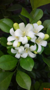 ​九里香怎么养才能开花？九里香开花图片