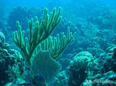 ​珊瑚虫简介（海中建筑师—珊瑚虫）