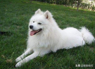 ​萨摩耶性格怎么训练的啊（要想拥有一只乖巧听话萨摩耶犬，你应从小对它进行科