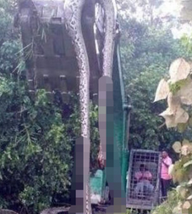 ​蟒蛇有毒吗它吃什么（科普！马来西亚发现16.7米巨蟒，巨蟒吃什么？种群现状如